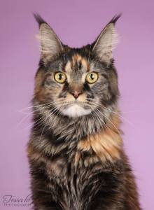 1546238_781231785227358_1136278926_n