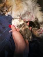 23517707_2005486459468545_5720704716485534312_n