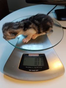 23518997_2006843509332840_416160201304919303_n