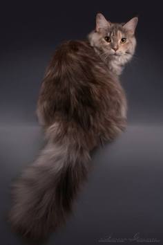 29541028_2182293315121191_8071848411416587115_n