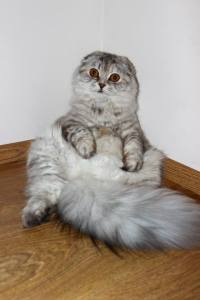 1782044_951022001581668_3200875832831146015_n