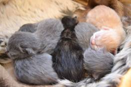 12068837_1187193821297817_7947516990779308694_o