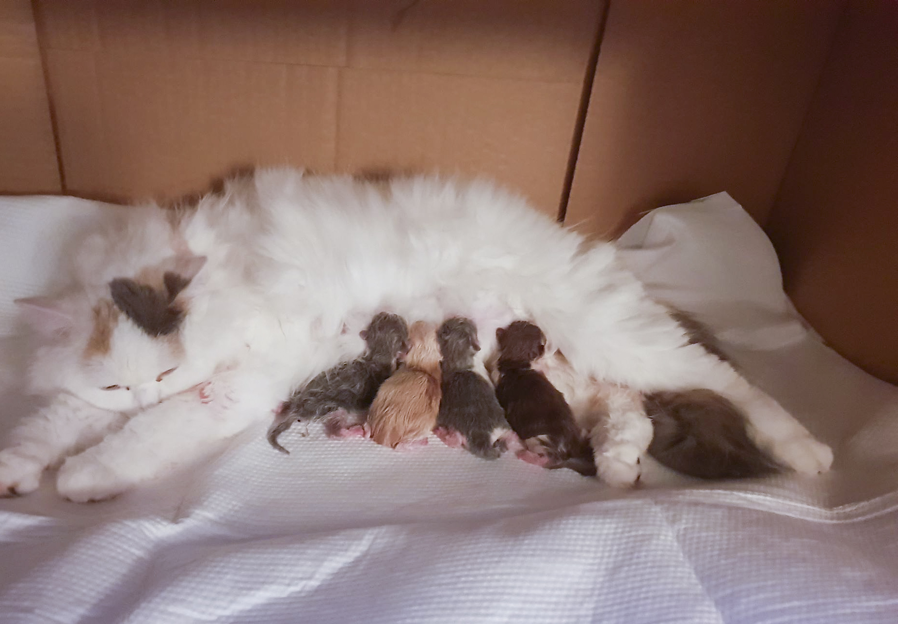 46058310_475606956262980_1591792408352260096_n