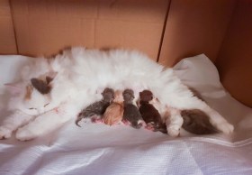 46058310_475606956262980_1591792408352260096_n