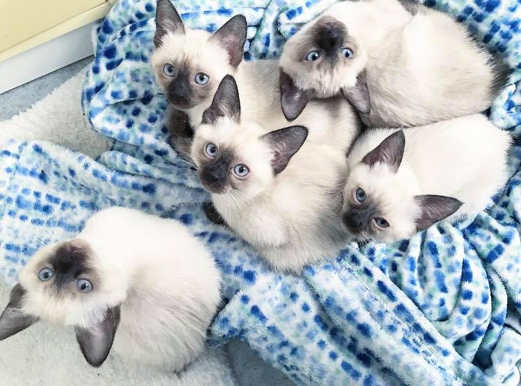 50528125_368066393975675_238041020418228224_n