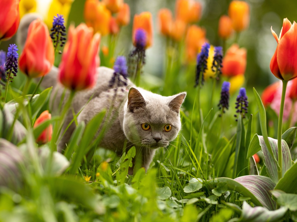 Kastreerimine / steriliseerimine