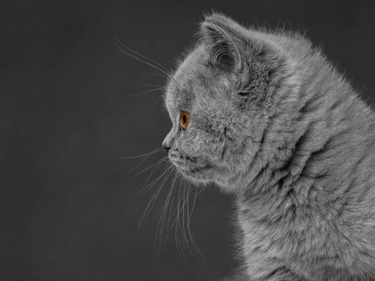 Ilus loom ei pruugi olla aretuses väärtuslik