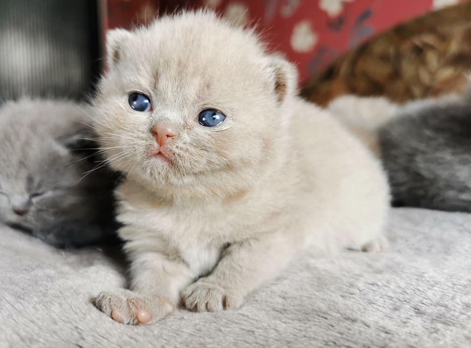 Dixie Of Melidana SFS71 c