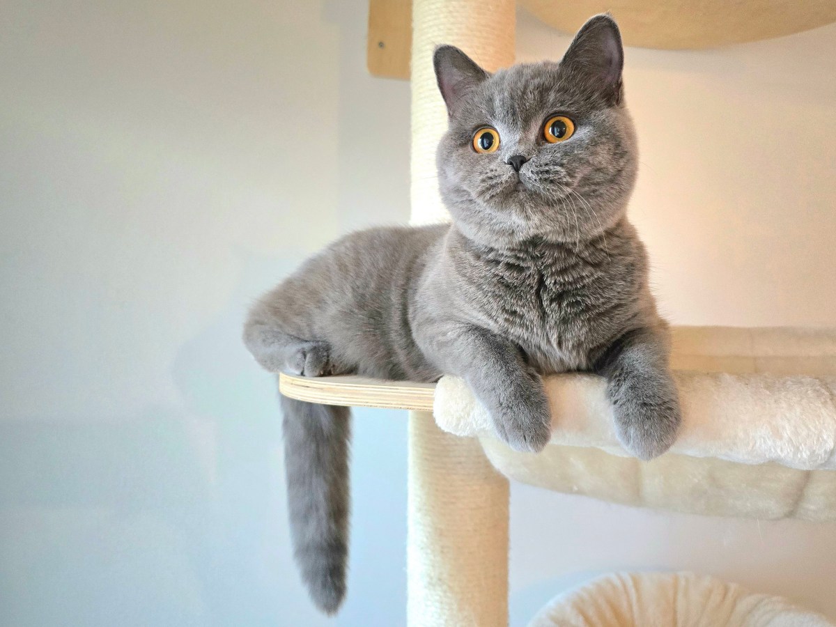 J2 ootuse telgitagused