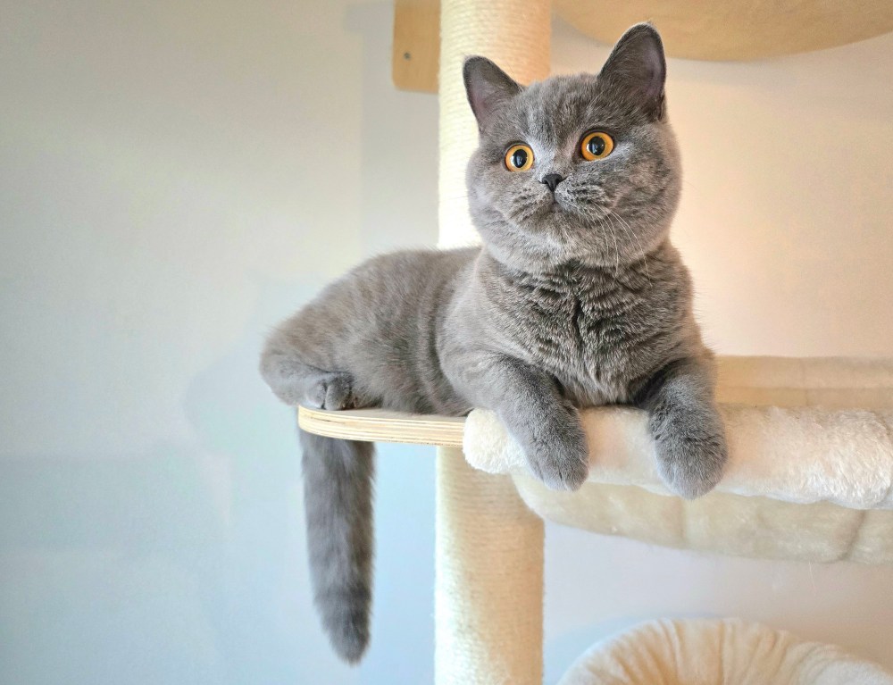 J2 ootuse telgitagused