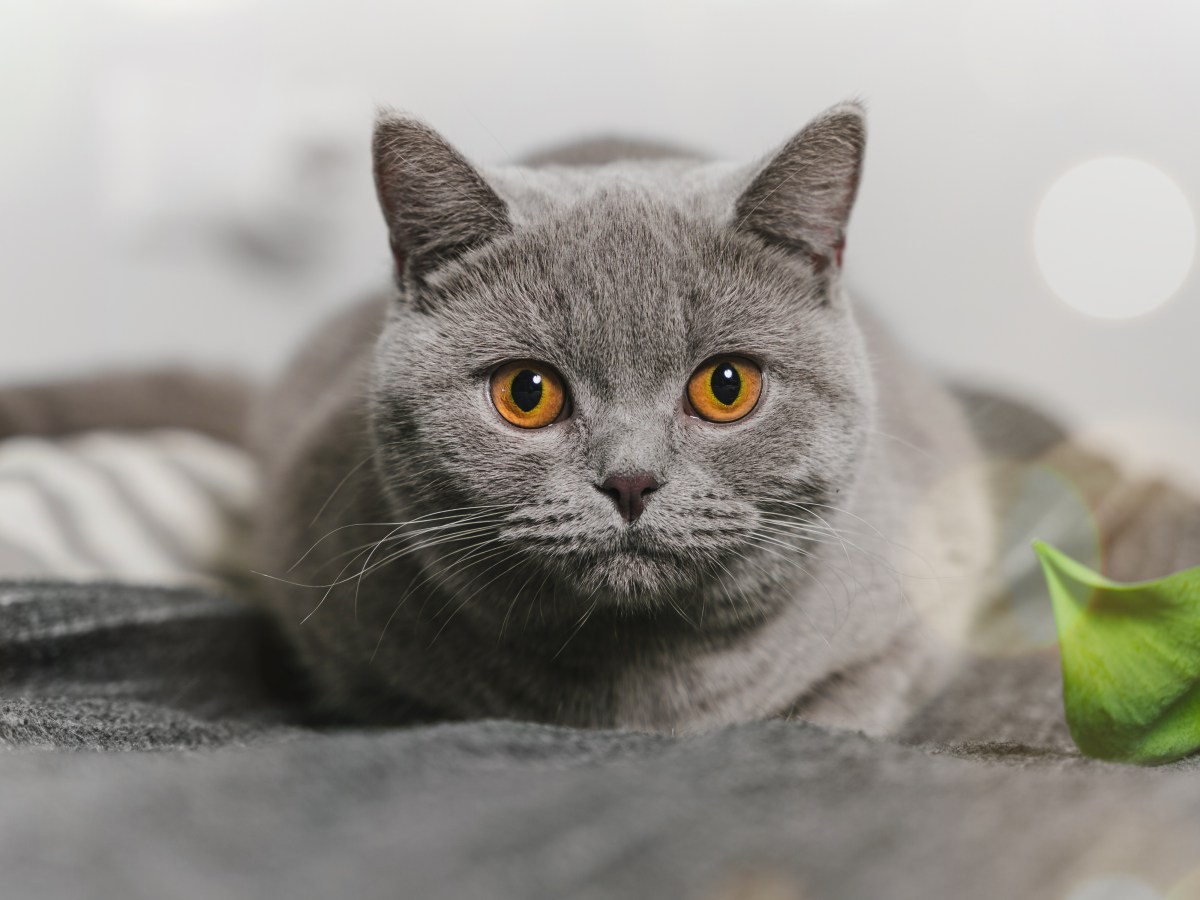 Miks on tõukassid nii kallid?