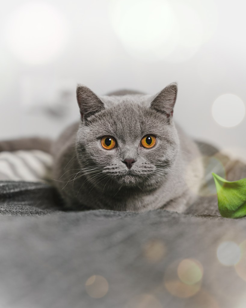 Miks on tõukassid nii kallid?